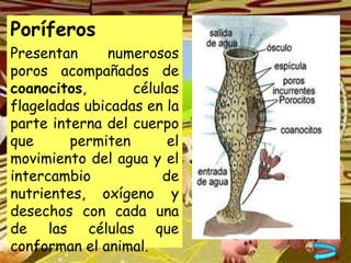 Poríferos
Presentan     numerosos
poros acompañados de
coanocitos,       células
flageladas ubicadas en la
parte interna del cuerpo
que      permiten       el
movimiento del agua y el
intercambio            de
nutrientes, oxígeno y
desechos con cada una
de las células que
conforman el animal.
 