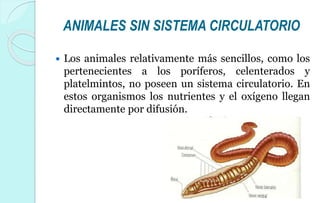 Circulación en animales