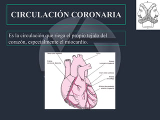 CIRCULACIÓN CORONARIA Es la circulación que riega el propio tejido del corazón, especialmente el miocardio. 
