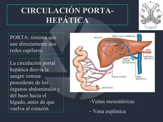 CIRCULACIÓN PORTA-HEPÁTICA PORTA: sistema que une directamente dos redes capilares. La circulación portal hepática desvía la sangre venosa procedente de los órganos abdominales y del bazo hacia el hígado, antes de que vuelva al corazón.  Venas mesentéricas Vena esplénica 