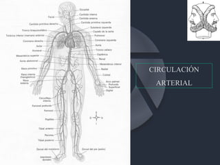 CIRCULACIÓN ARTERIAL 