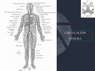 CIRCULACIÓN VENOSA 