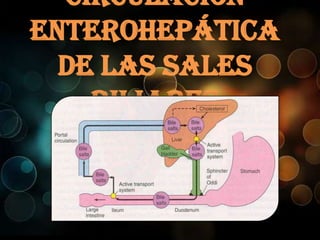 Circulación
Enterohepática
de las sales
biliares

 