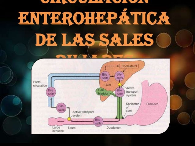 Circulación enterohepática de las sales biliares