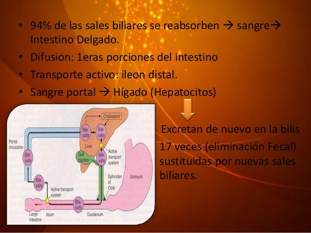 Circulación enterohepática de las sales biliares