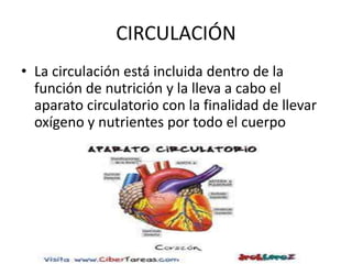 CIRCULACIÓN
• La circulación está incluida dentro de la
función de nutrición y la lleva a cabo el
aparato circulatorio con la finalidad de llevar
oxígeno y nutrientes por todo el cuerpo

 