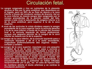 Circulación fetal. La sangre oxigenada y rica en nutrientes de la placenta alcanza al feto por la vena umbilical, que desemboca en el hígado, pero un 50% de su flujo se desvía a la cava inferior a través del conducto venoso de Arancio: Así en la cava inferior se mezcla sangre bien oxigenada con la venosa procedentes de la porción caudal del feto, siendo a este nivel la saturación de oxígeno inferior a la de la vena umbilical, pero superior a la de la cava superior. A nivel de las aurículas la  crista dividens  separa la sangre procedente de la cava superior hacia la aurícula derecha y la de la cava inferior a través de la válvula del  foramen oval  a la aurícula izquierda de forma preferencial, aunque una pequeña porción de la sangre de la cava inferior se mezcla con la de la superior. La sangre de la cava inferior, de la aurícula izquierda pasa a ventrículo izquierdo y de él a la aorta ascendente, irrigándose preferencialmente dos órganos vitales : corazón y cerebro. La sangre de la cava superior, mezclada con una pequeña cantidad de la de la cava inferior, pasa a aurícula y ventrículo derechos, donde es impulsada a través de la arteria pulmonar hacia el pulmón, pero, como éste no es funcional, a penas recibe la sangre que necesita para su nutrición, desviándose el mayor caudal a través del ducto arterioso de Botal hacia la aorta descendente. La circulación del ducto y pulmonar se hallan influidas recíprocamente por la pO 2 , asi  en caso de hipoxia fetal se mantiene abierto el ducto arterioso y se contrae la circulación pulmonar. 