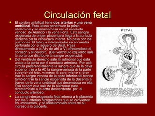 Circulación fetal El cordón umbilical tiene  dos arterias y una vena umbilical . Esta última penetra en la pared abdominal y se anastomosa con el conducto venoso  de Arancio y la vena Porta. Esta sangre oxigenada de origen placentario llega a la aurícula derecha por la vena cava inferior. No pasa por los pulmones. El tabique interauricular se encuentra perforado por el agujero de Botal. Pasa directamente a la AI y de ahí al VI ofreciéndose al corazón y al cerebro.  (Del ventrículo izquierdo sale la aorta que distribuye la sangre oxigenada).  Del ventrículo derecho sale la pulmonar que esta unida a la aorta por el conducto arterioso. Por acá circula preferencialmente la sangre que de la cava superior trae a la AD la sangre venosa de la parte superior del feto, mientras la cava inferior si bien trae la sangre venosa de la parte inferior del tronco también trae la sangre oxigenada de la placenta a traves de la vena umbilical que desemboca en ella. Esa sangre que sale de la pulmonar pasa  directamente a la aorta descendente  por  el conducto arterioso.  La sangre desoxigenada fetal retorna a la placenta por las 2 arterias hipogástricas que se convierten en umbilicales, y se anastomosan antes de su ingreso a la placenta. 