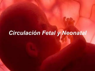 Circulación Fetal y Neonatal
 