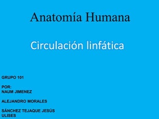 Anatomía Humana
Circulación linfática
GRUPO 101
POR:
NAUM JIMENEZ
ALEJANDRO MORALES
SÁNCHEZ TEJAQUE JESÚS
ULISES
 