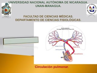Circulación pulmonar.
 