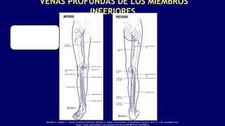 VENAS PROFUNDAS DE LOS MIEMBROS
INFERIORES
Almeida JI. Chapter 1 - Venous Anatomy [Internet]. Almeida JI, editor. ScienceDirect. Philadelphia: Elsevier; 2019. p. 1–20. Available from:
https://www.sciencedirect.com/science/article/pii/B9780323511391000012
 