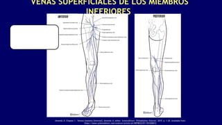 VENAS SUPERFICIALES DE LOS MIEMBROS
INFERIORES
Almeida JI. Chapter 1 - Venous Anatomy [Internet]. Almeida JI, editor. ScienceDirect. Philadelphia: Elsevier; 2019. p. 1–20. Available from:
https://www.sciencedirect.com/science/article/pii/B9780323511391000012
 
