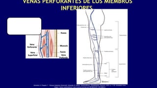 VENAS PERFORANTES DE LOS MIEMBROS
INFERIORES
Almeida JI. Chapter 1 - Venous Anatomy [Internet]. Almeida JI, editor. ScienceDirect. Philadelphia: Elsevier; 2019. p. 1–20. Available from:
https://www.sciencedirect.com/science/article/pii/B9780323511391000012
 