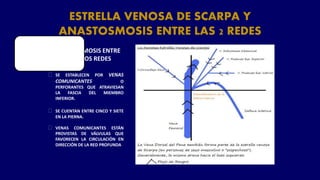 ESTRELLA VENOSA DE SCARPA Y
ANASTOSMOSIS ENTRE LAS 2 REDES
⮚ SE ESTABLECEN POR VENAS
COMUNICANTES O
PERFORANTES QUE ATRAVIESAN
LA FASCIA DEL MIEMBRO
INFERIOR.
⮚ SE CUENTAN ENTRE CINCO Y SIETE
EN LA PIERNA.
⮚ VENAS COMUNICANTES ESTÁN
PROVISTAS DE VÁLVULAS QUE
FAVORECEN LA CIRCULACIÓN EN
DIRECCIÓN DE LA RED PROFUNDA
ANASTOMOSIS ENTRE
LAS DOS REDES
 