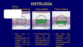 HISTOLOGÍA
Túnica
adventicia/externa
• Esta capa se
compone
principalmente de
colágeno tipo I y
tejido conectivo
elástico (en las
arterias)
Túnica Media Túnica Íntima
• El músculo de esta
capa es el
músculo liso que
está equipado con
receptores alfa y
betaadrenérgicos.
• Esta capa está
revestida por
endotelio, que se
compone de
células epiteliales
escamosas
 