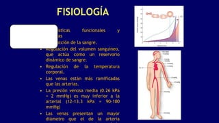 FISIOLOGÍA
Características funcionales y
diferencias
• Conducción de la sangre.
• Regulación del volumen sanguíneo,
que actúa como un reservorio
dinámico de sangre.
• Regulación de la temperatura
corporal.
• Las venas están más ramificadas
que las arterias.
• La presión venosa media (0.26 kPa
= 2 mmHg) es muy inferior a la
arterial (12-13.3 kPa = 90-100
mmHg)
• Las venas presentan un mayor
diámetro que el de la arteria
 