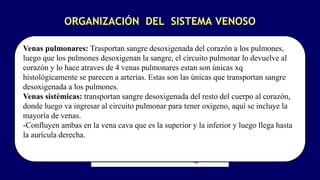 ORGANIZACIÓN DEL SISTEMA VENOSO
Venas pulmonares: Trasportan sangre desoxigenada del corazón a los pulmones,
luego que los pulmones desoxigenan la sangre, el circuito pulmonar lo devuelve al
corazón y lo hace atraves de 4 venas pulmonares estan son únicas xq
histológicamente se parecen a arterias. Estas son las únicas que transportan sangre
desoxigenada a los pulmones.
Venas sistémicas: transportan sangre desoxigenada del resto del cuerpo al corazón,
donde luego va ingresar al circuito pulmonar para tener oxigeno, aquí se incluye la
mayoría de venas.
-Confluyen ambas en la vena cava que es la superior y la inferior y luego llega hasta
la aurícula derecha.
 
