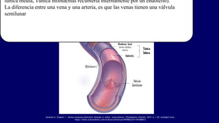 ESTRUCTURA VENOSA
Almeida JI. Chapter 1 - Venous Anatomy [Internet]. Almeida JI, editor. ScienceDirect. Philadelphia: Elsevier; 2019. p. 1–20. Available from:
https://www.sciencedirect.com/science/article/pii/B9780323511391000012
túnica media, Túnica íntima(mas recubierta internamente por un endotelio).
La diferencia entre una vena y una arteria, es que las venas tienen una válvula
semilunar
 