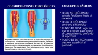 CONSIDERACIONES FISIOLÓGICAS CONCEPTOS BÁSICOS
•FLUJO ANTERÓGRADO:
sentido fisiológico (hacia el
corazón)
•FLUJO RETRÓGRADO:
contrario al fisiológico
•PUNTO DE FUGA: lugar en
que se produce paso desde
el compartimiento profundo
al superficial
•PUNTO DE ENTRADA: paso
desde el superficial al
profundo
 