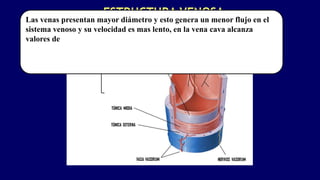 ESTRUCTURA VENOSA
Las venas presentan mayor diámetro y esto genera un menor flujo en el
sistema venoso y su velocidad es mas lento, en la vena cava alcanza
valores de
 