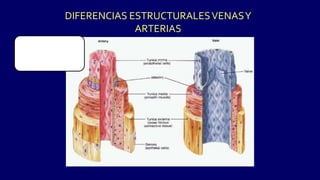 DIFERENCIAS ESTRUCTURALESVENASY
ARTERIAS
 