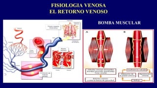 FISIOLOGIA VENOSA
EL RETORNO VENOSO
BOMBA MUSCULAR
 