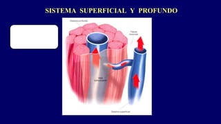 SISTEMA SUPERFICIAL Y PROFUNDO
 