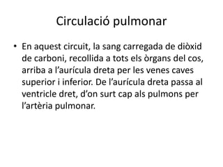 Circulació pulmonar
• En aquest circuit, la sang carregada de diòxid
de carboni, recollida a tots els òrgans del cos,
arriba a l’aurícula dreta per les venes caves
superior i inferior. De l’aurícula dreta passa al
ventricle dret, d’on surt cap als pulmons per
l’artèria pulmonar.
 