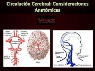 Circulación Cerebral: Consideraciones Anatómicas Vasos 