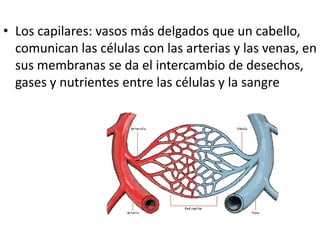 • Los capilares: vasos más delgados que un cabello,
  comunican las células con las arterias y las venas, en
  sus membranas se da el intercambio de desechos,
  gases y nutrientes entre las células y la sangre
 