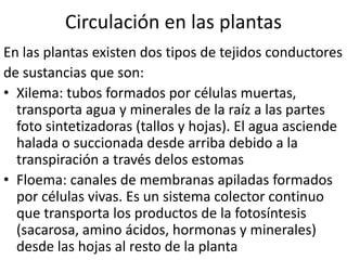 Circulación en las plantas
En las plantas existen dos tipos de tejidos conductores
de sustancias que son:
• Xilema: tubos formados por células muertas,
  transporta agua y minerales de la raíz a las partes
  foto sintetizadoras (tallos y hojas). El agua asciende
  halada o succionada desde arriba debido a la
  transpiración a través delos estomas
• Floema: canales de membranas apiladas formados
  por células vivas. Es un sistema colector continuo
  que transporta los productos de la fotosíntesis
  (sacarosa, amino ácidos, hormonas y minerales)
  desde las hojas al resto de la planta
 