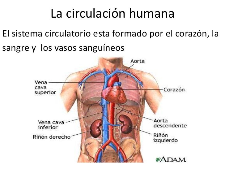 Circulacion
