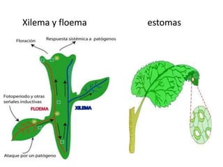 Xilema y floema   estomas
 