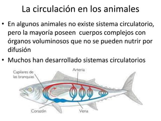 La circulación en los animales
• En algunos animales no existe sistema circulatorio,
  pero la mayoría poseen cuerpos complejos con
  órganos voluminosos que no se pueden nutrir por
  difusión
• Muchos han desarrollado sistemas circulatorios
 