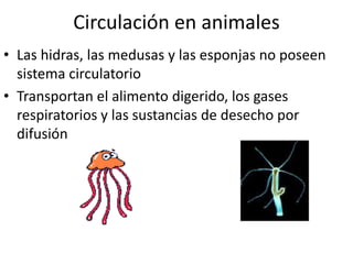 Circulación en animales
• Las hidras, las medusas y las esponjas no poseen
  sistema circulatorio
• Transportan el alimento digerido, los gases
  respiratorios y las sustancias de desecho por
  difusión
 