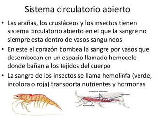 Sistema circulatorio abierto
• Las arañas, los crustáceos y los insectos tienen
  sistema circulatorio abierto en el que la sangre no
  siempre esta dentro de vasos sanguíneos
• En este el corazón bombea la sangre por vasos que
  desembocan en un espacio llamado hemocele
  donde bañan a los tejidos del cuerpo
• La sangre de los insectos se llama hemolinfa (verde,
  incolora o roja) transporta nutrientes y hormonas
 