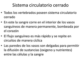 Sistema circulatorio cerrado
• Todos los vertebrados poseen sistema circulatorio
  cerrado
• En este la sangre corre en el interior de los vasos
  sanguíneos de manera permanente, bombeada por
  el corazón
• El flujo sanguíneo es más rápido y se repite en
  circuitos de manera cíclica
• Las paredes de los vasos son delgadas para permitir
  la difusión de sustancias (oxigeno y nutrientes)
  entre las células y la sangre
 