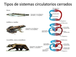 Tipos de sistemas circulatorios cerrados
 