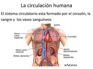 La circulación humana
El sistema circulatorio esta formado por el corazón, la
sangre y los vasos sanguíneos
 