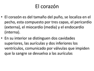 El corazón
• El corazón es del tamaño del puño, se localiza en el
  pecho, esta compuesto por tres capas, el pericardio
  (externa), el miocardio (media) y el endocardio
  (interna).
• En su interior se distinguen dos cavidades
  superiores, las aurículas y dos inferiores los
  ventrículos, comunicado por válvulas que impiden
  que la sangre se devuelva a las aurículas
 