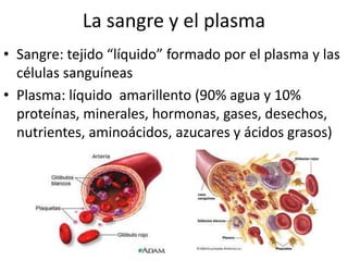 La sangre y el plasma
• Sangre: tejido “líquido” formado por el plasma y las
  células sanguíneas
• Plasma: líquido amarillento (90% agua y 10%
  proteínas, minerales, hormonas, gases, desechos,
  nutrientes, aminoácidos, azucares y ácidos grasos)
 