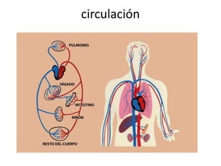 circulación
 