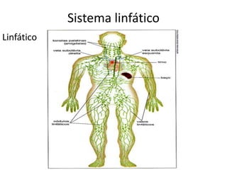 Sistema linfático
Linfático
 