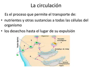 La circulación
  Es el proceso que permite el transporte de:
• nutrientes y otras sustancias a todas las células del
  organismo
• los desechos hasta el lugar de su expulsión
 