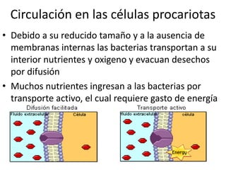 Circulación en las células procariotas
• Debido a su reducido tamaño y a la ausencia de
  membranas internas las bacterias transportan a su
  interior nutrientes y oxigeno y evacuan desechos
  por difusión
• Muchos nutrientes ingresan a las bacterias por
  transporte activo, el cual requiere gasto de energía
 