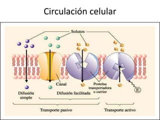 Circulación celular
 