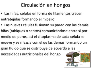 Circulación en hongos
• Las hifas, células en forma de filamentos crecen
entretejidas formando el micelio
• Las nuevas células fusionan su pared con las demás
hifas (tabiques o septos) comunicándose entre si por
medio de poros, así el citoplasma de cada célula se
mueve y se mezcla con el de las demás formando un
gran fluido que se distribuye de acuerdo a las
necesidades nutricionales del hongo
 