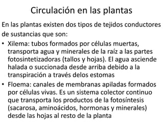 Circulación en las plantas
En las plantas existen dos tipos de tejidos conductores
de sustancias que son:
• Xilema: tubos formados por células muertas,
  transporta agua y minerales de la raíz a las partes
  fotosintetizadoras (tallos y hojas). El agua asciende
  halada o succionada desde arriba debido a la
  transpiración a través delos estomas
• Floema: canales de membranas apiladas formados
  por células vivas. Es un sistema colector continuo
  que transporta los productos de la fotosíntesis
  (sacarosa, aminoácidos, hormonas y minerales)
  desde las hojas al resto de la planta
 