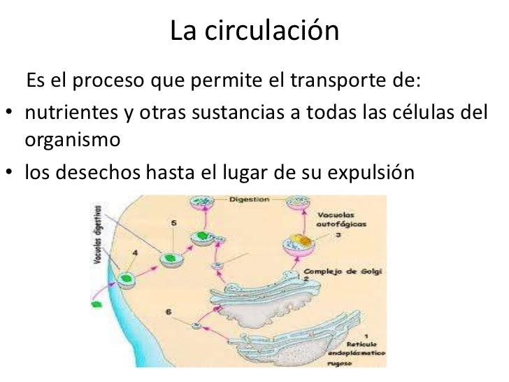 Resultado de imagen para CIRCULACION EN bacterias